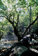 CAMOSCIARA.jpg (95260 byte)