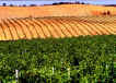 vigneto 3.jpg (146623 byte)