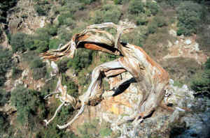 bidda mores-ginepro copia.jpg (62336 byte)